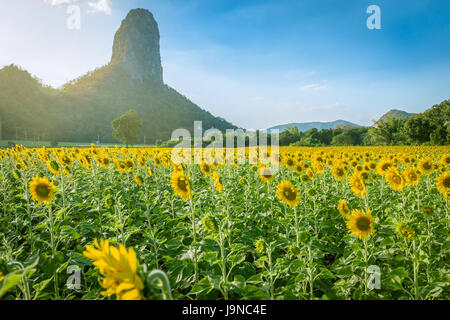 Sommerlandschaft: Schönheit Sonnenuntergang über Sonnenblumen Feld mit warmem Licht und Berg Stockfoto