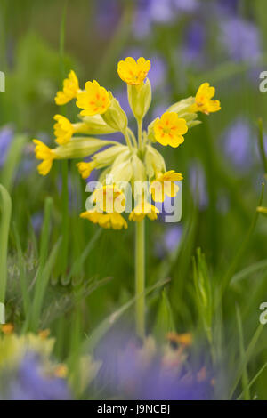 Schlüsselblume, Primula Veris, Glockenblumen, Pentwyn Farm SSSI, Monmouth, Gwent Stockfoto