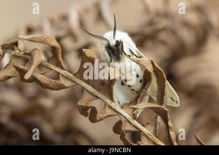 White Moth, Spilosoma lubricipeda Hermelin, Monmouthshire, Mai. Familie Erebidae Stockfoto