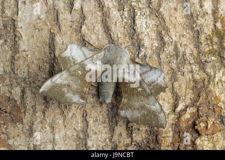 Pappel Hawk-Moth, Laothoe Populi, Monmouthshire, Mai. Familie Sphingidae. Stockfoto