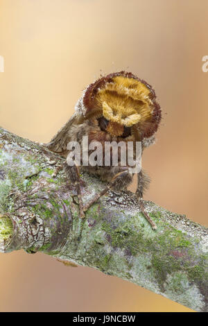 Buff-Tip Motte, Phalera Bucephala, auf Toten Zweig getarnt. Catbrook, Monmouthshire, Mai.  Familie Notodontidae. Stockfoto