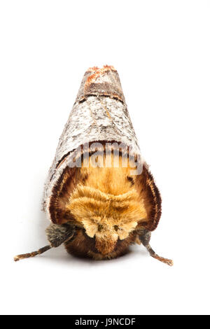 Buff-Tip Motte, Phalera Bucephala, auf einem weißen Hintergrund, Monmouthshire, Mai. Familie Notodontidae. Die Spezies imitiert einen gebrochenen Zweig zu entgehen. Stockfoto