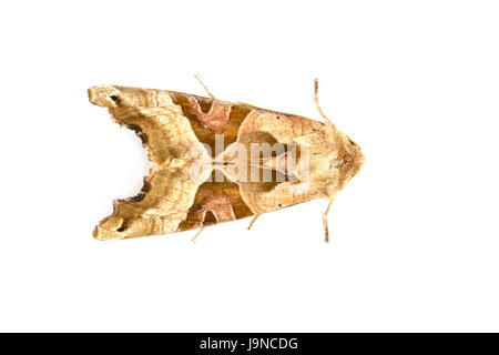 Winkel-Farbtöne, Phlogophora Meticulosa, auf einem weißen Hintergrund, Monmouthshire, Mai. Familie Noctuidae. Stockfoto