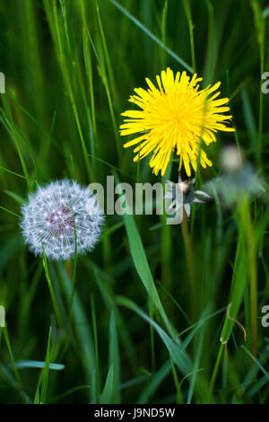 Löwenzahn Stockfoto