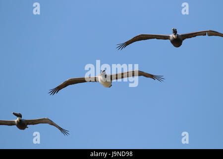 Braune Pelikane fliegen in Formation, Florida USA Stockfoto