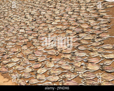 Fisch wird derzeit bearbeitet am Strand in Colombo, Sri lanka Stockfoto