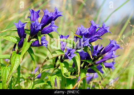 blühende Weiden Enzian (Gentiana Asclepiadea) bis in den Bayerischen Alpen in der Nähe von Ruhpolding Stockfoto