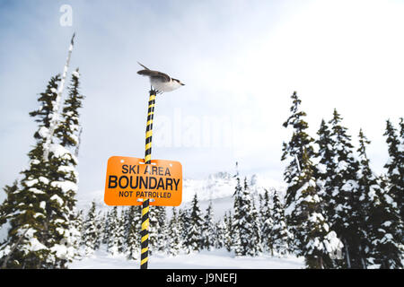 Whisky Jack auf einem Ski Area boundary Zeichen mit Blackcomb Mountain im Hintergrund thront. Stockfoto