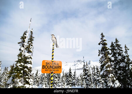 Whisky Jack auf einem Ski Area boundary Zeichen mit Blackcomb Mountain im Hintergrund thront. Stockfoto