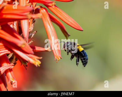 Eine weibliche Holzbiene an einer roten Aloe-Pflanze im südlichen Afrika Stockfoto