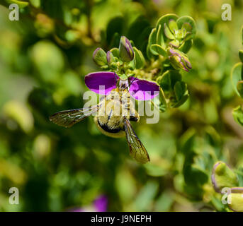 Eine männliche Holzbiene auf einem Busch mit rosa Blüten im südlichen Afrika Stockfoto