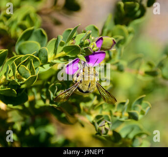 Eine männliche Holzbiene auf einem Busch mit rosa Blüten im südlichen Afrika Stockfoto