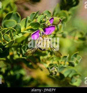 Eine männliche Holzbiene auf einem Busch mit rosa Blüten im südlichen Afrika Stockfoto