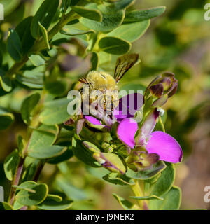 Eine männliche Holzbiene auf einem Busch mit rosa Blüten im südlichen Afrika Stockfoto