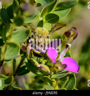 Eine männliche Holzbiene auf einem Busch mit rosa Blüten im südlichen Afrika Stockfoto