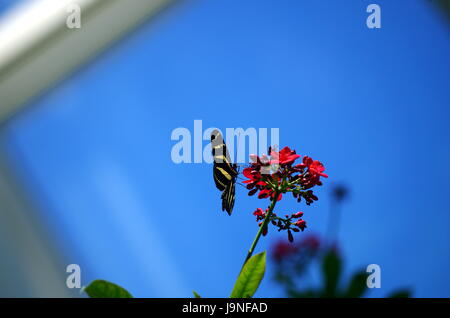 Malachit Schmetterling ruht auf einem Blatt in der Detroit Zoo Tierwelt Interpretive Galerie. Stockfoto