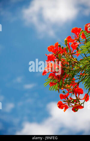 rote Pfau Blumen holding on Air mit blauem Himmel, Delonix Regia flwers Stockfoto