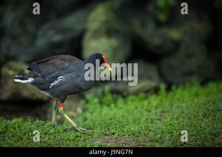 Ein schwarzer Vogel mit rotem Schnabel Spaziergänge im Park, am Teich Stockfoto