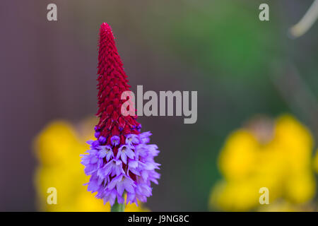 Primula vialii Stockfoto