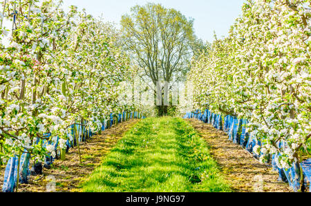 Großer Baum am Ende von zwei Reihen von blühende Apfelbäume im Obstgarten Stockfoto