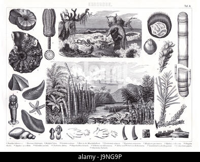 1874 antike deutsche Enzyklopädie Atlas Print: Pflanzen und Tiere von der frühen Erde geologischen Perioden, Kambrium, Jura- und andere. Stockfoto