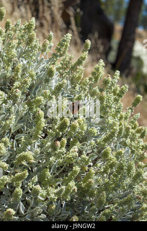 Flora von Gran Canaria - Sideritis Dasygnaphala, Montain Tee, Blütezeit Stockfoto