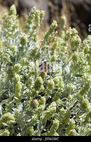 Flora von Gran Canaria - Sideritis Dasygnaphala, Montain Tee, Blütezeit Stockfoto