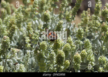 Flora von Gran Canaria - Sideritis Dasygnaphala, Montain Tee, Blütezeit Stockfoto