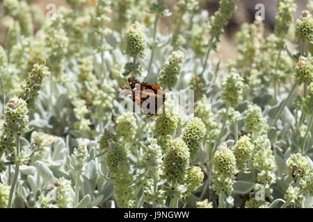 Flora von Gran Canaria - Sideritis Dasygnaphala, Montain Tee, Blütezeit Stockfoto