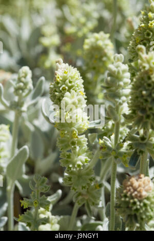 Flora von Gran Canaria - Sideritis Dasygnaphala, Montain Tee, Blütezeit Stockfoto