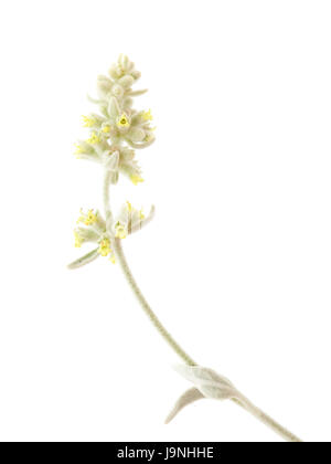 Flora von Gran Canaria - Sideritis Dasygnaphala, Montain Tee, isoliert auf weißem Hintergrund Stockfoto