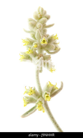 Flora von Gran Canaria - Sideritis Dasygnaphala, Montain Tee, isoliert auf weißem Hintergrund Stockfoto