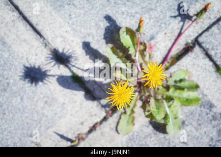 Löwenzahn wächst zwischen den Fliesen im Garten. Stockfoto