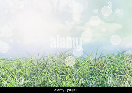 Abstrakte Rasen Hintergrund an einem schönen Sommertag mit Blendenfleck und Bokeh. Stockfoto