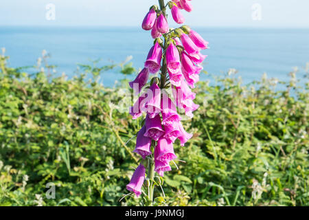 Fingerhut, auf, Coastal, zu Fuß vom Mumbles, Langland Bucht, Gower Halbinsel, Swansea, Swansea Bay, West Wales,Wales,Welsh,U.K.,UK,GB,Europe Stockfoto