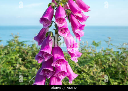 Fingerhut, auf, Coastal, zu Fuß vom Mumbles, Langland Bucht, Gower Halbinsel, Swansea, Swansea Bay, West Wales,Wales,Welsh,U.K.,UK,GB,Europe Stockfoto