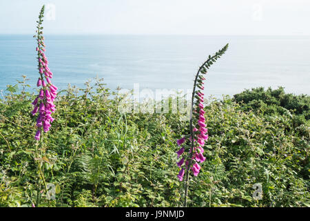 Fingerhut, auf, Coastal, zu Fuß vom Mumbles, Langland Bucht, Gower Halbinsel, Swansea, Swansea Bay, West Wales,Wales,Welsh,U.K.,UK,GB,Europe Stockfoto