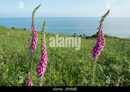 Fingerhut, auf, Coastal, zu Fuß vom Mumbles, Langland Bucht, Gower Halbinsel, Swansea, Swansea Bay, West Wales,Wales,Welsh,U.K.,UK,GB,Europe Stockfoto