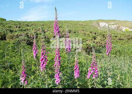 Fingerhut, auf, Coastal, zu Fuß vom Mumbles, Langland Bucht, Gower Halbinsel, Swansea, Swansea Bay, West Wales,Wales,Welsh,U.K.,UK,GB,Europe Stockfoto