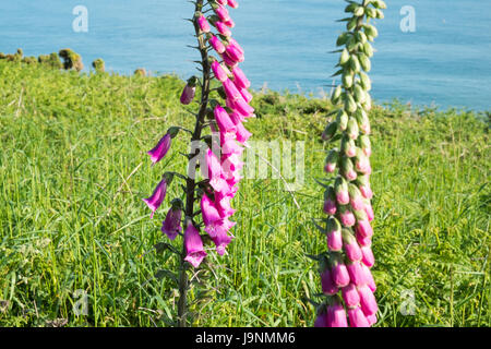 Fingerhut, auf, Coastal, zu Fuß vom Mumbles, Langland Bucht, Gower Halbinsel, Swansea, Swansea Bay, West Wales,Wales,Welsh,U.K.,UK,GB,Europe Stockfoto