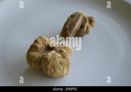 Weiße Trüffel, Tuber magnatum Stockfoto