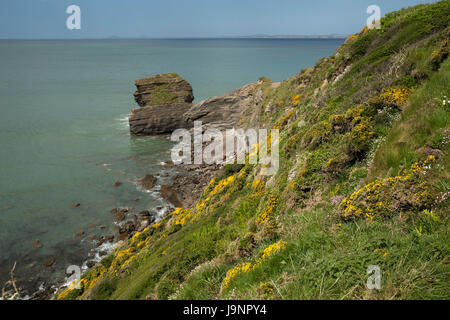 Breite Haven, wild, Pembrokeshire, Wales, UK Blume Nieten Klippe über der Bucht von St Bride Stockfoto