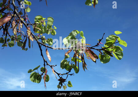 Judasbaum (Cercis Siliquastrum) Stockfoto