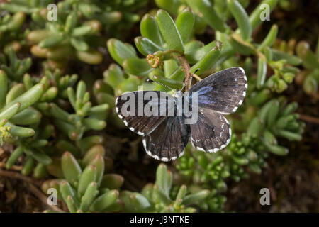 Fetthennen-Bläuling, Fetthennenbläuling, Scolitantides Orion Scolitantides Ultraornata, Karo-blau, L'Azuré des Orpins, Bläulinge, Lycaenidae, gehen Stockfoto