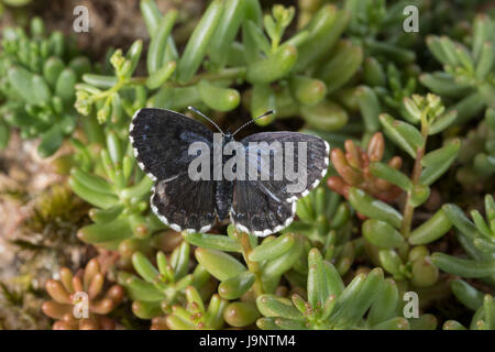 Fetthennen-Bläuling, Fetthennenbläuling, Scolitantides Orion Scolitantides Ultraornata, Karo-blau, L'Azuré des Orpins, Bläulinge, Lycaenidae, gehen Stockfoto