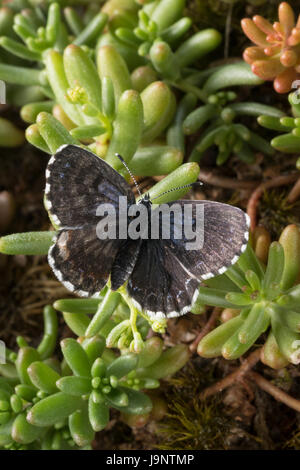 Fetthennen-Bläuling, Fetthennenbläuling, Scolitantides Orion Scolitantides Ultraornata, Karo-blau, L'Azuré des Orpins, Bläulinge, Lycaenidae, gehen Stockfoto