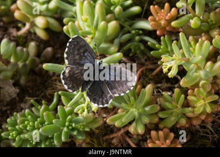 Fetthennen-Bläuling, Fetthennenbläuling, Scolitantides Orion Scolitantides Ultraornata, Karo-blau, L'Azuré des Orpins, Bläulinge, Lycaenidae, gehen Stockfoto