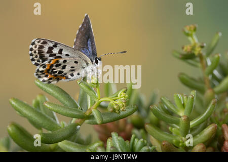 Fetthennen-Bläuling, Fetthennenbläuling, Scolitantides Orion Scolitantides Ultraornata, Karo-blau, L'Azuré des Orpins, Bläulinge, Lycaenidae, gehen Stockfoto