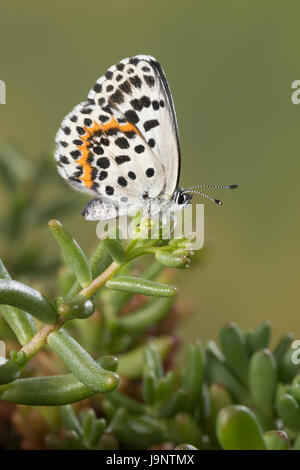 Fetthennen-Bläuling, Fetthennenbläuling, Scolitantides Orion Scolitantides Ultraornata, Karo-blau, L'Azuré des Orpins, Bläulinge, Lycaenidae, gehen Stockfoto