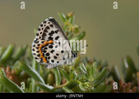 Fetthennen-Bläuling, Fetthennenbläuling, Scolitantides Orion Scolitantides Ultraornata, Karo-blau, L'Azuré des Orpins, Bläulinge, Lycaenidae, gehen Stockfoto